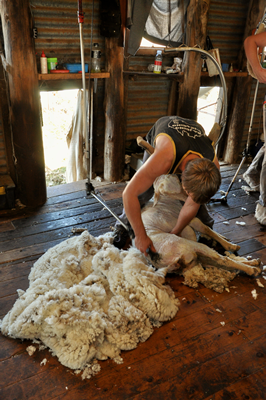 Steam Plains Shearing 022697  © Claire Parks Photography 